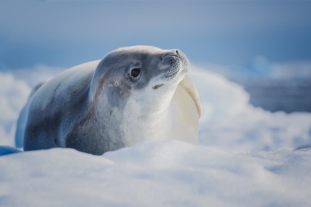 Young Seal on Arctic Ice by Siyu_Wei APA — canvas wall art