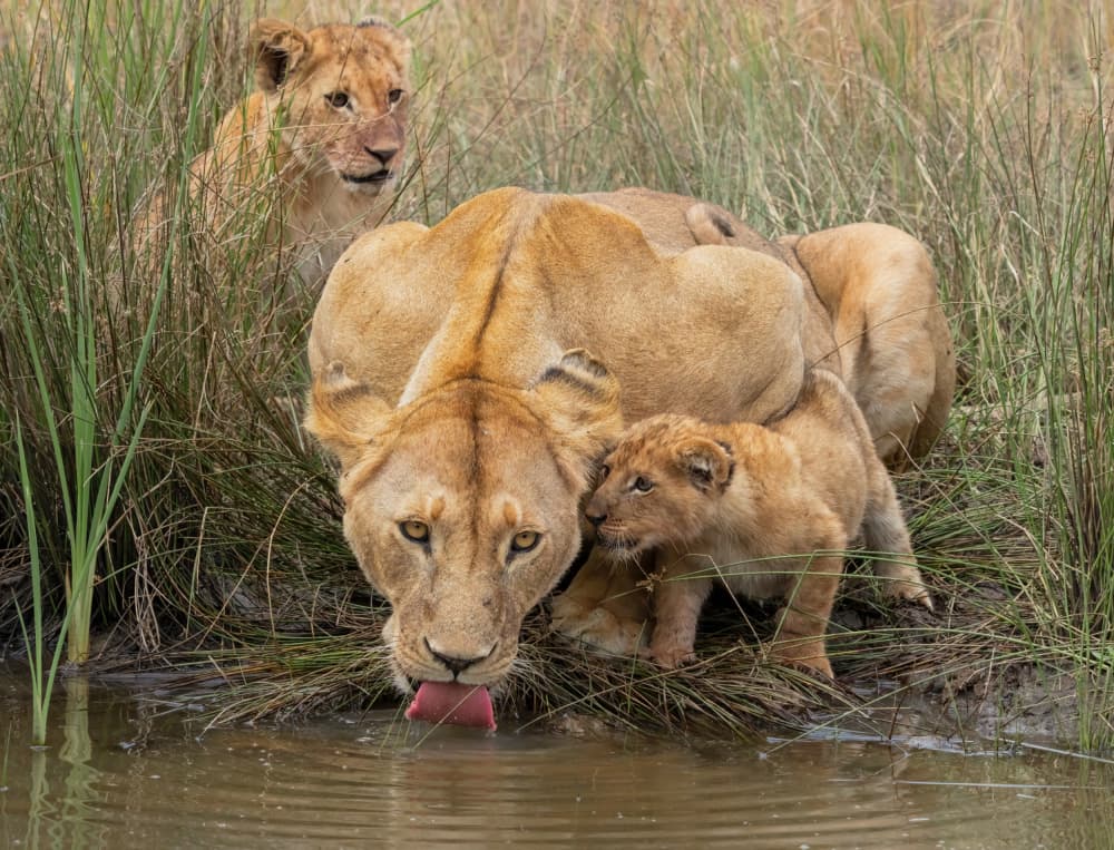 Thirsty Lion Family by MIN LI — canvas wall art
