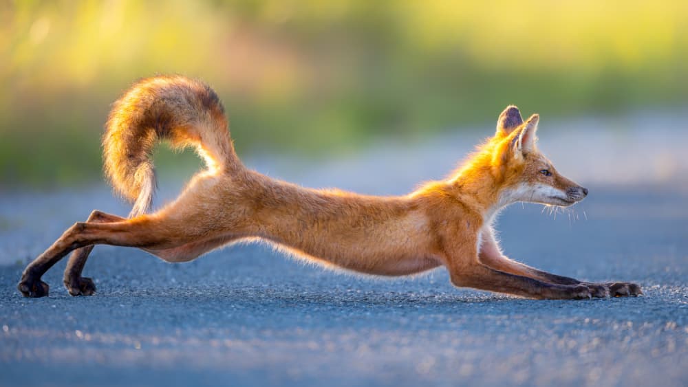 Playful Red Fox by Siyu_Wei APA — canvas wall art