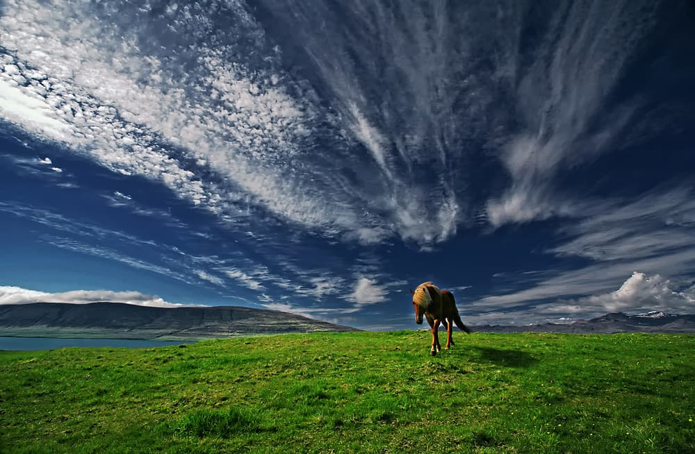 Wild Horse Open Sky by Þorsteinn H. Ingibergsson — canvas wall art
