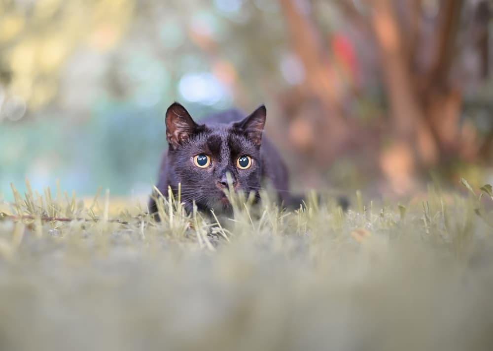 Watchful Black Cat Eyes by Oana Vasileniuc — canvas wall art