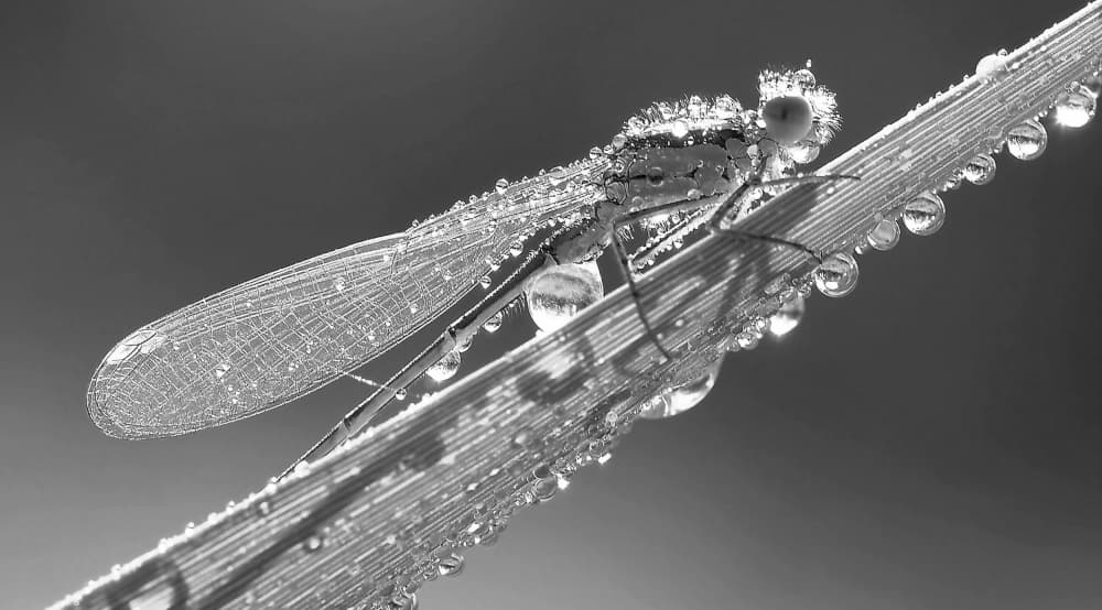 Morning Dew Damselfly by Thierry Dufour — canvas wall art