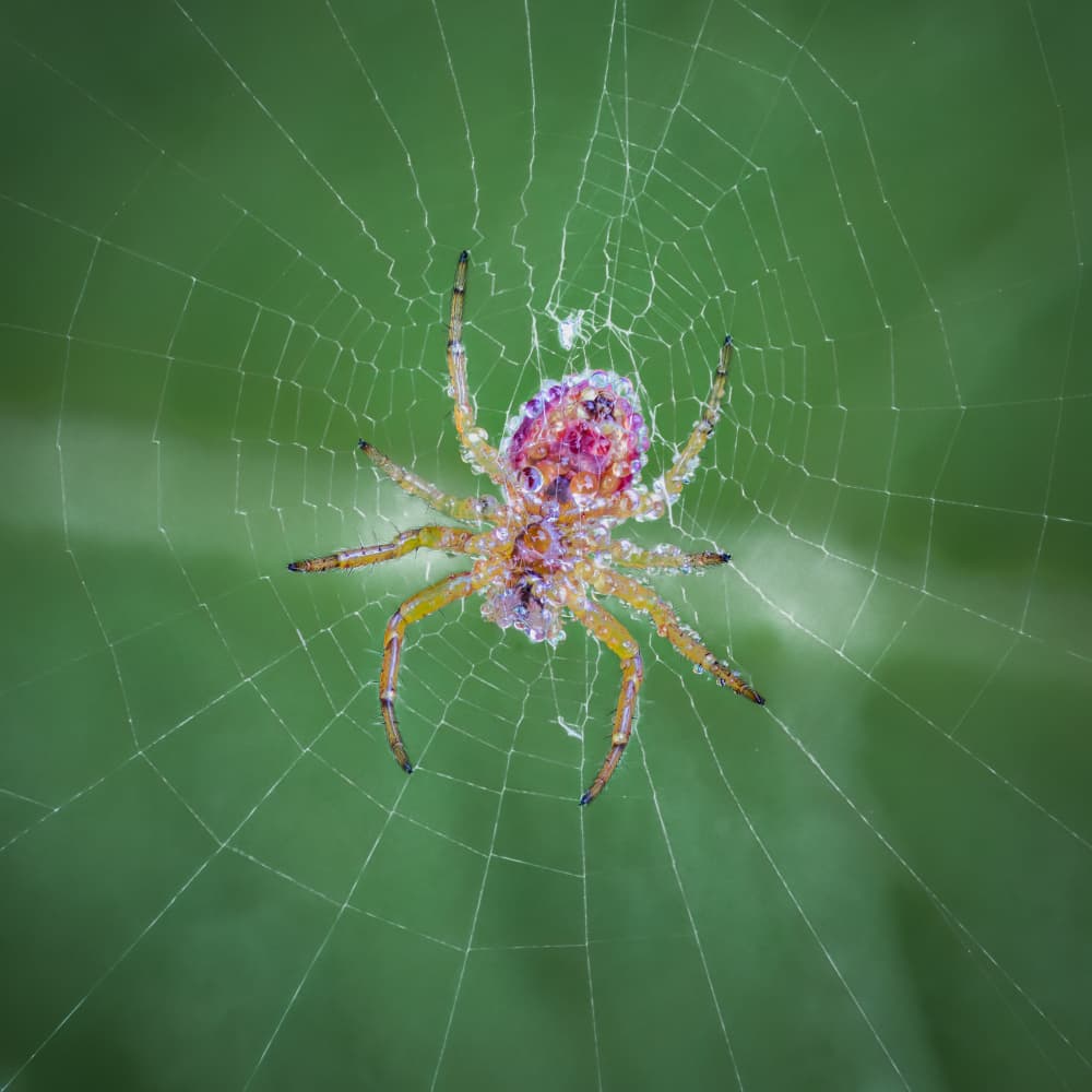 Colorful Dewy Spider by Atul Saluja — canvas wall art