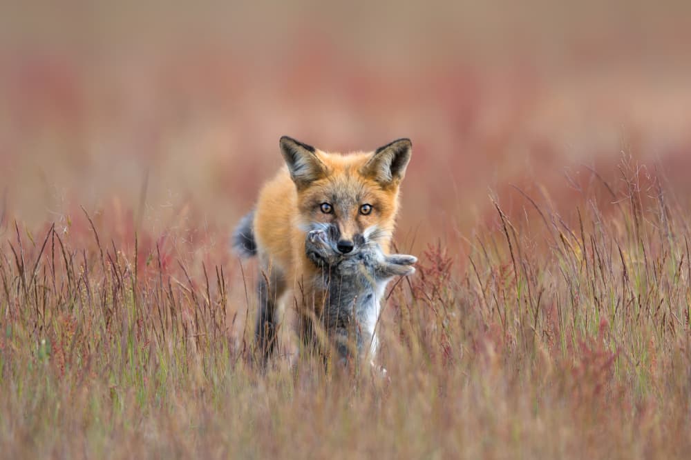 Red Fox with Rabbit by Jun Zuo — canvas wall art