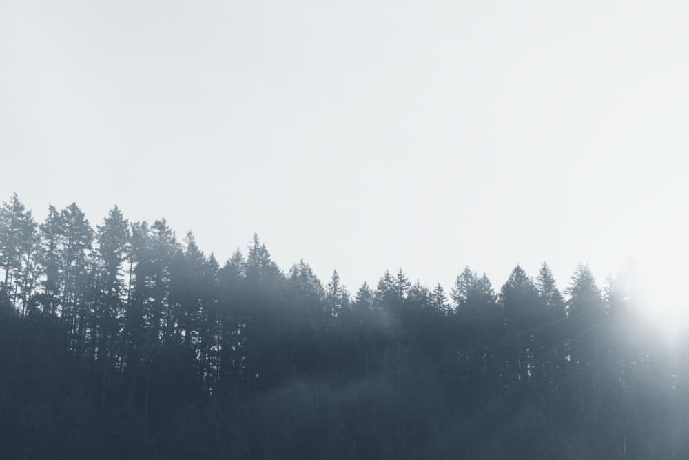 Misty Forest Sunrise by Lynann Colligan — canvas wall art
