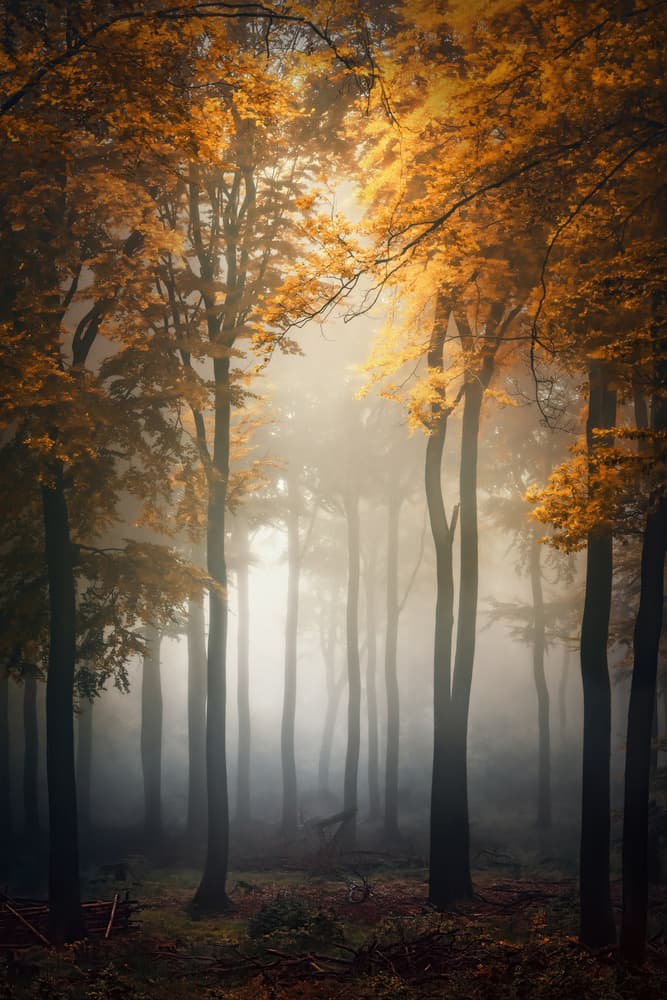 Misty Autumn Forest by Patrick Aurednik — canvas wall art