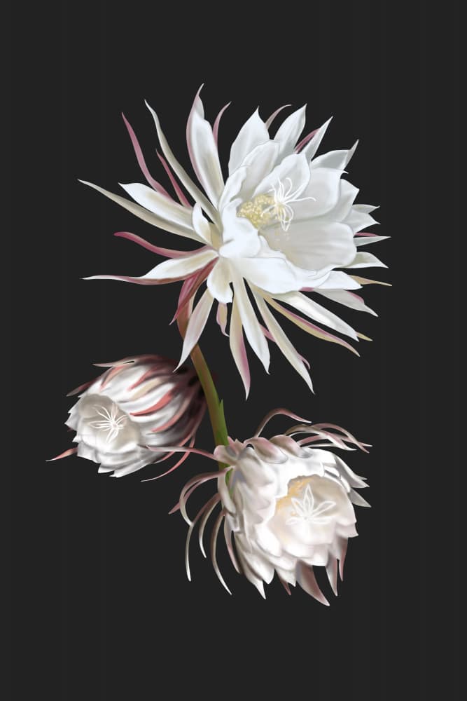 Queen of the Night by Anis Illustration — canvas wall art