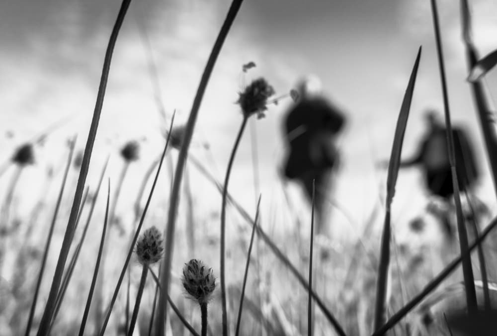 Quiet Walk In Tall Grass by Jalili — canvas wall art