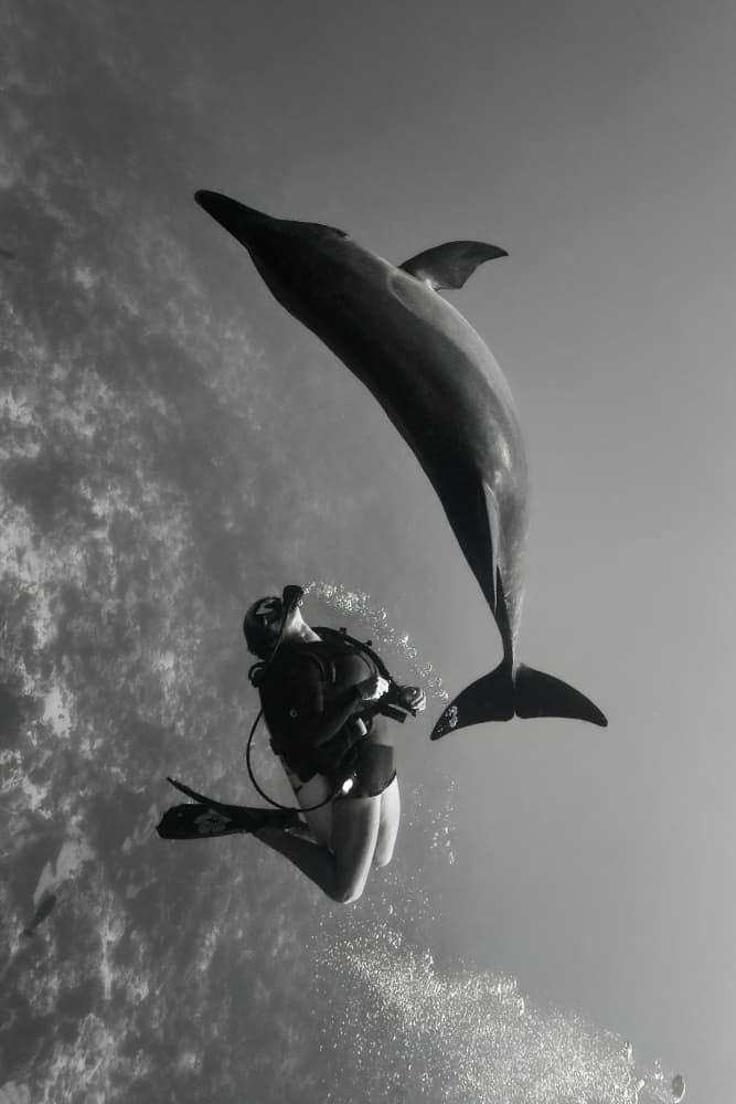 Underwater Dolphin Encounter by Serge Melesan — canvas wall art