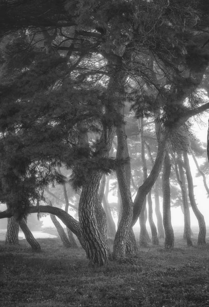 Serene Pine Forest by Tiger Seo — canvas wall art
