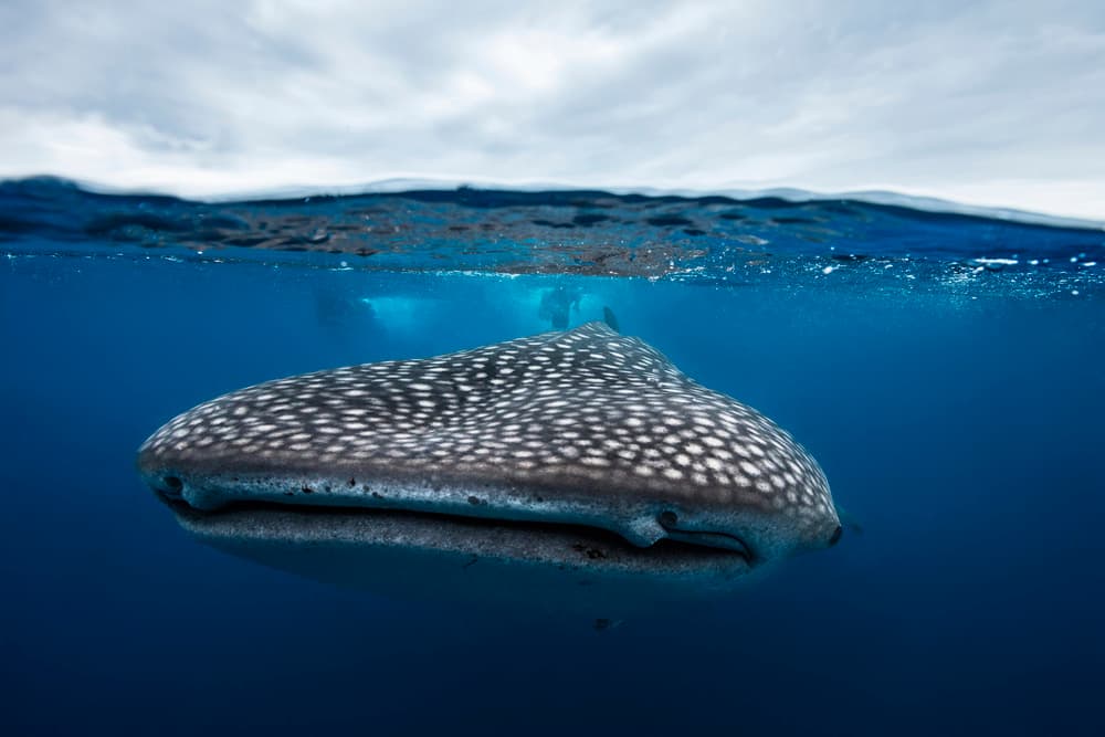 Whale Shark Beneath Surface by Barathieu Gabriel — canvas wall art