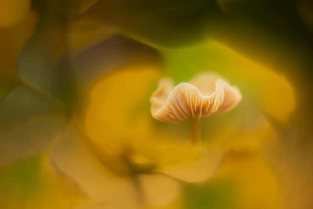 Soft Golden Mushroom by Piet Haaksma — canvas wall art