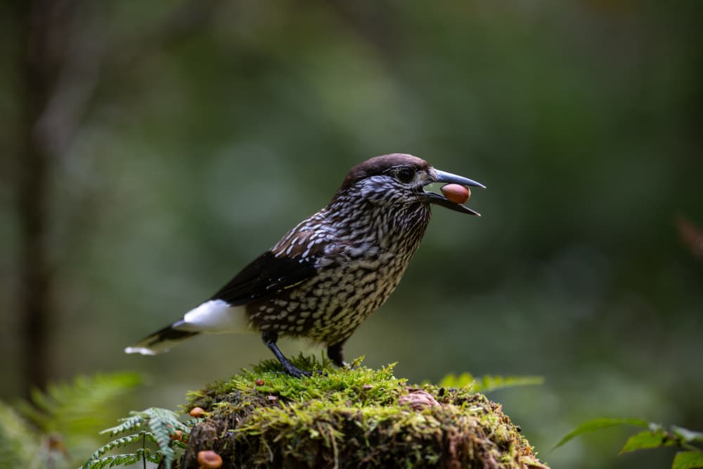 Spotted Bird with Nut by Bjoern Alicke — canvas wall art