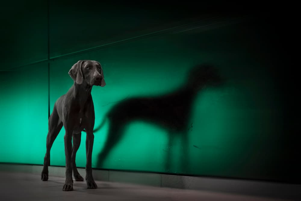 Weimaraner Green Shadow by Heike Willers — canvas wall art