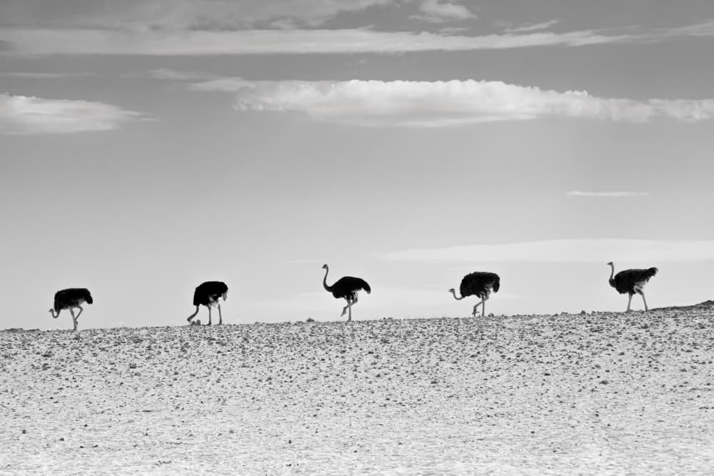 Ostriches Across Desert by Mike Kreiten — canvas wall art