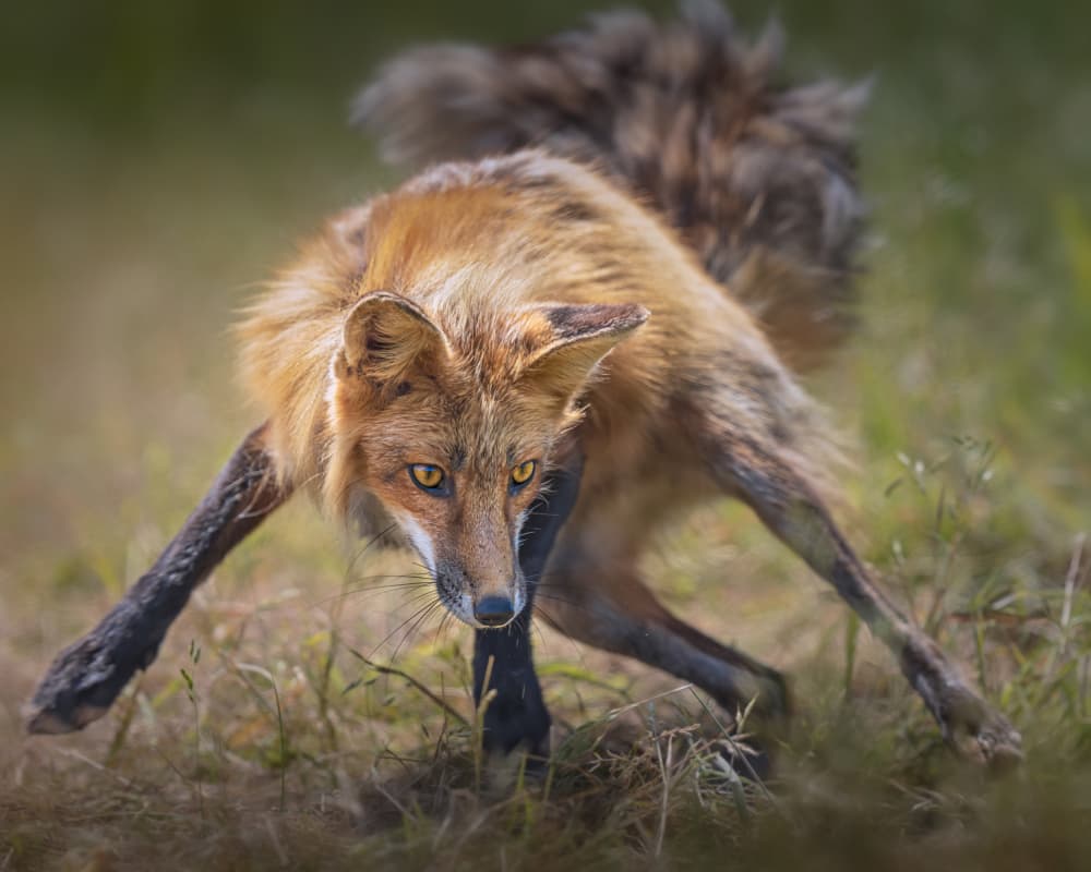 Intense Fox Gaze by Mei Hu — canvas wall art