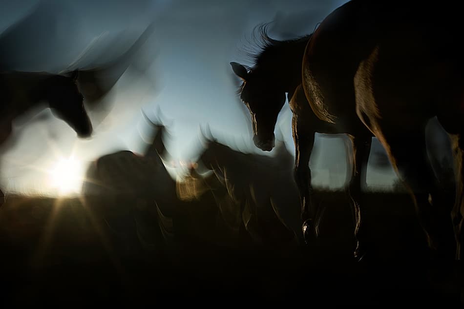 Golden Hour Wild Horses by Milan Malovrh — canvas wall art