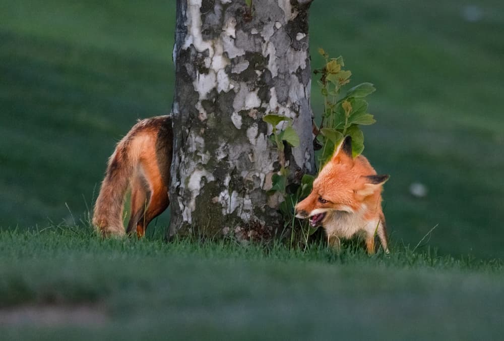 Two Woodland Foxes by DonnaHom APA — canvas wall art