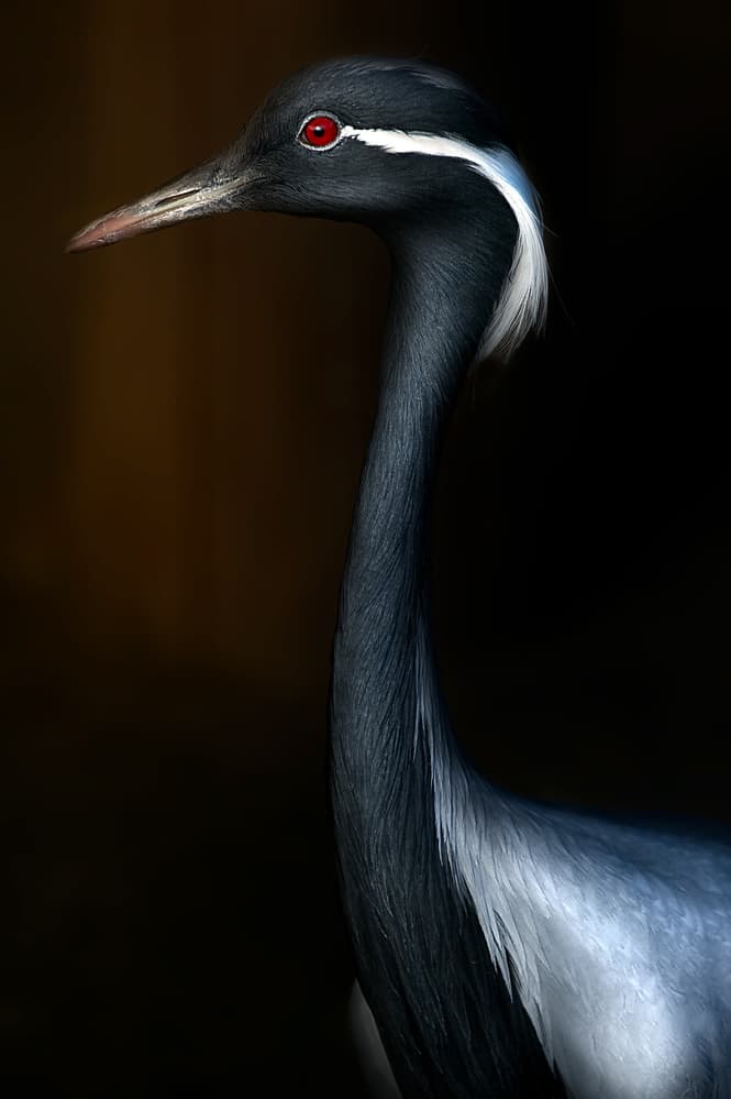 Elegant Crane Portrait by Santiago Pascual Buye — canvas wall art