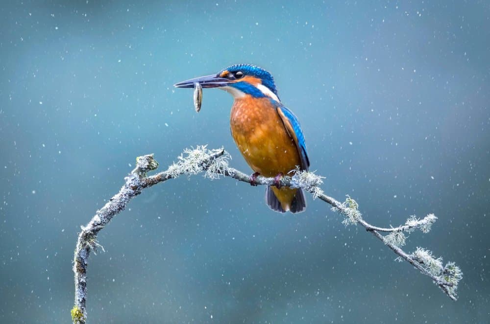 Kingfisher Winter Catch by Kieran O Mahony AIPF — canvas wall art