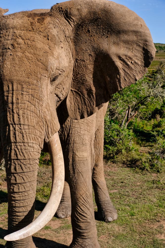 Majestic African Elephant by Dan Edwards — canvas wall art