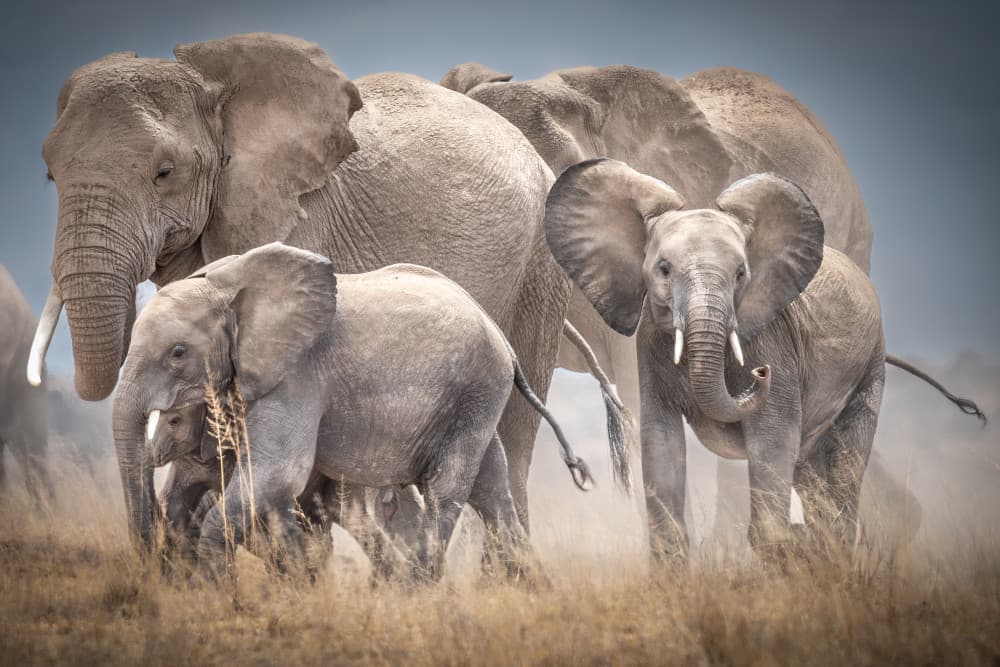 Wild Elephant Family by Jeffrey C. Sink — canvas wall art