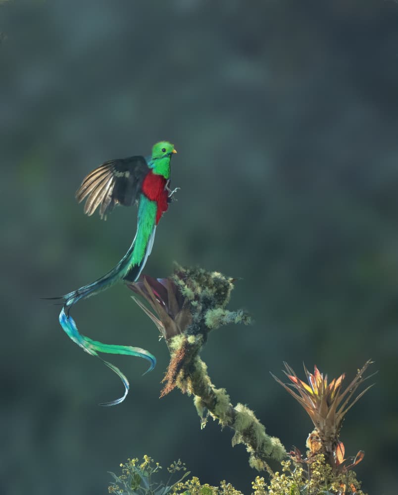Resplendent Quetzal Flight by Qing Zhao — canvas wall art