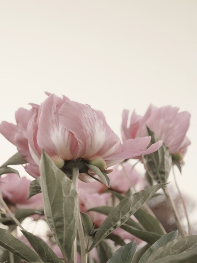 Gentle Pink Peonies by Stephanie Klatt — canvas wall art