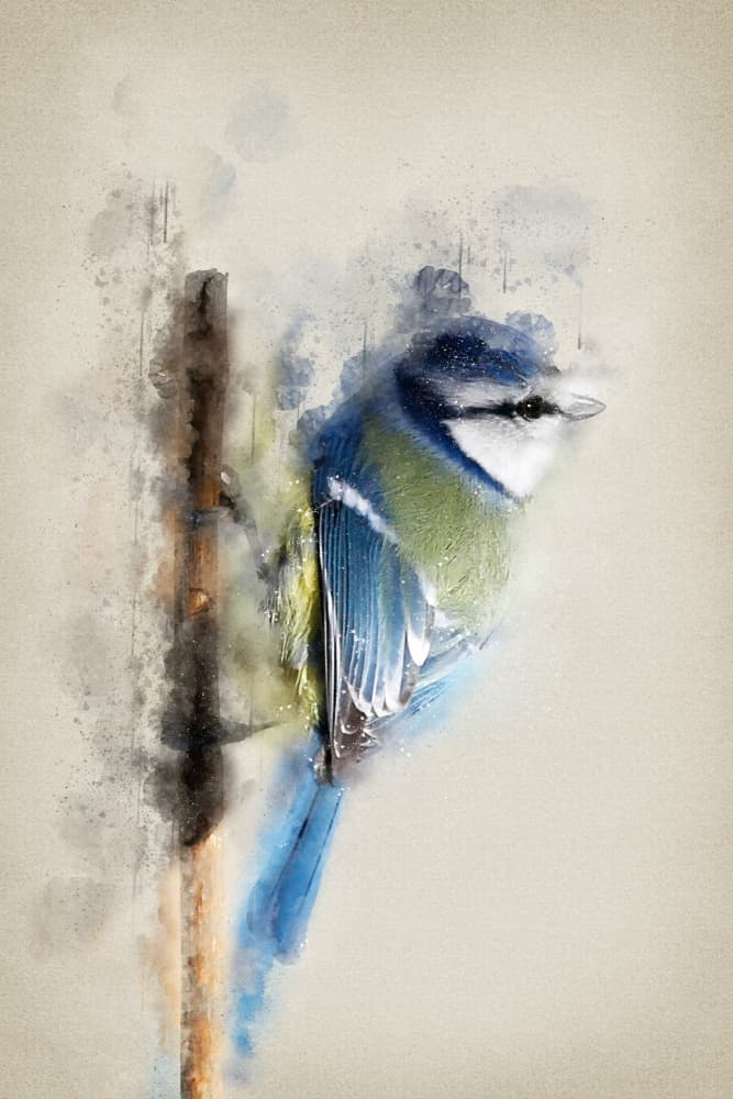 Watercolor Blue Tit by Ema Paraschiv — canvas wall art