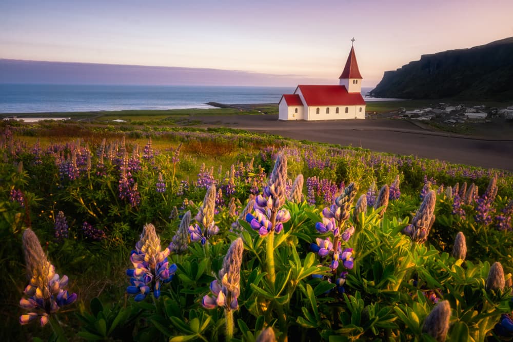 Icelandic Lupine Church by Yongnan Li (李永男) — canvas wall art