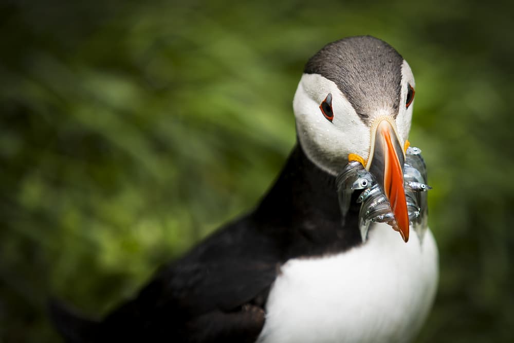 Puffin with Fresh Catch by AYMAN KHRBAWE — canvas wall art