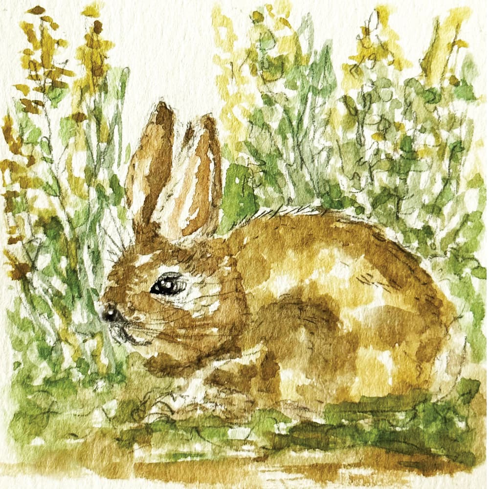 Gentle Meadow Rabbit by Breanna Megan Studio — canvas wall art