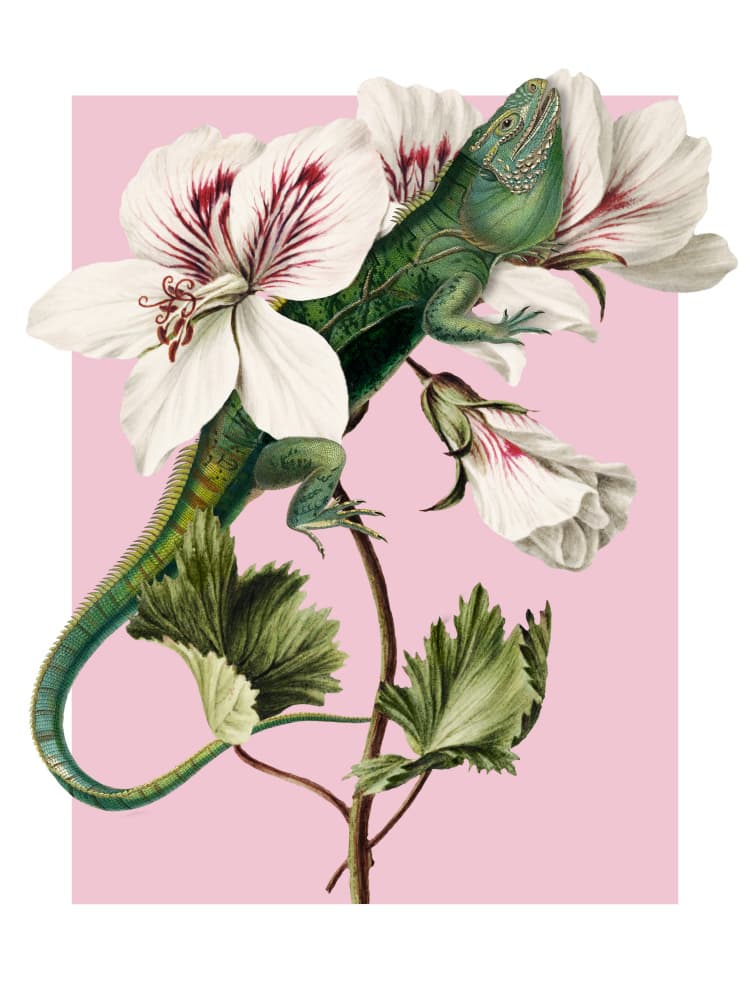 Green Lizard Pink Bloom by Marja van den Hurk — canvas wall art