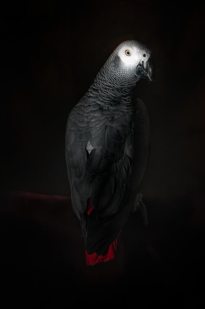 Captivating African Grey by Santiago Pascual Buye — canvas wall art