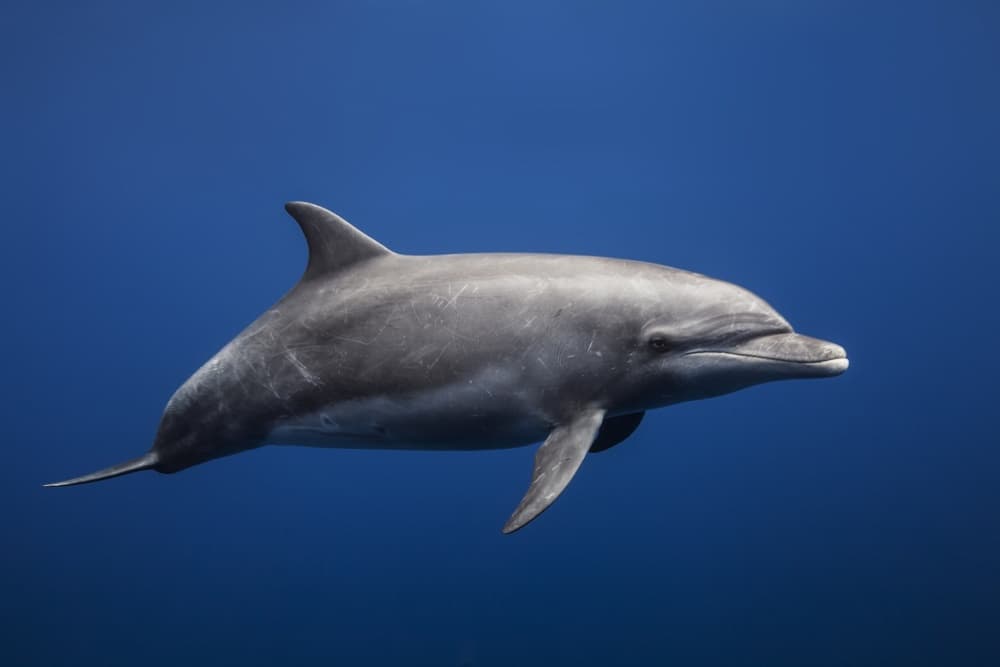 Graceful Ocean Dolphin by Barathieu Gabriel — canvas wall art