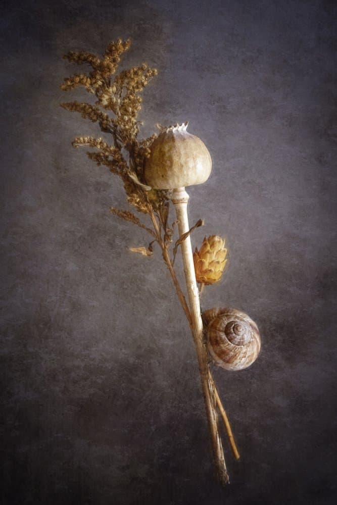 Poppy Snail Still Life by Cicek Kiral — canvas wall art