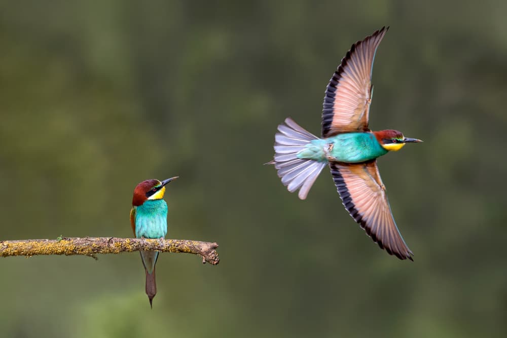 Bee-eaters: Flight and Perch by Xavier Ortega — canvas wall art