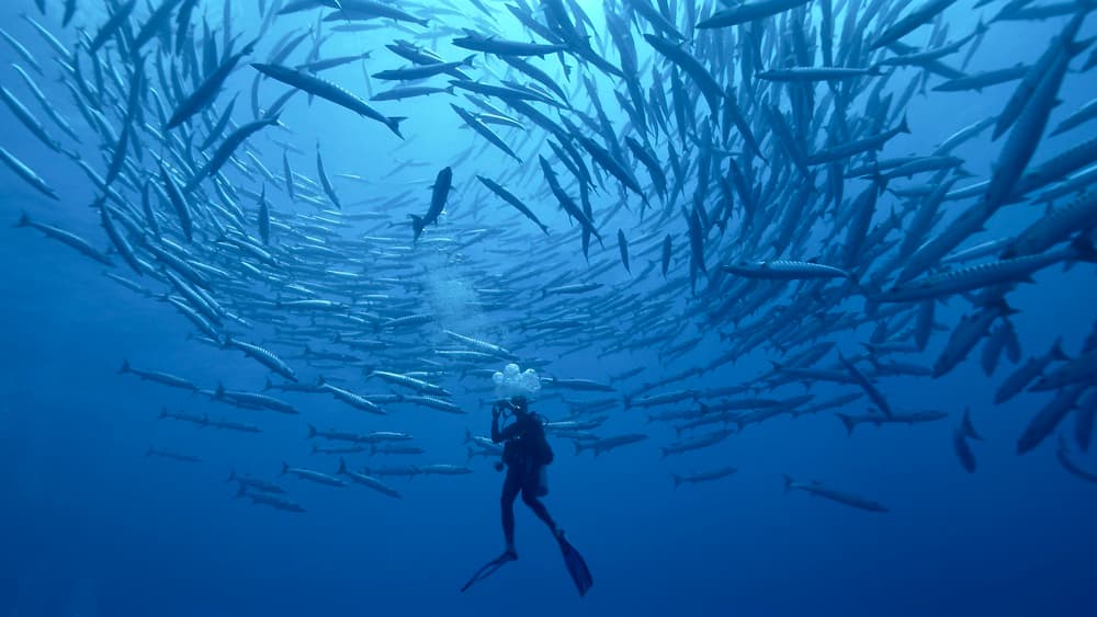 Underwater Barracuda Swirl by Serge Melesan — canvas wall art