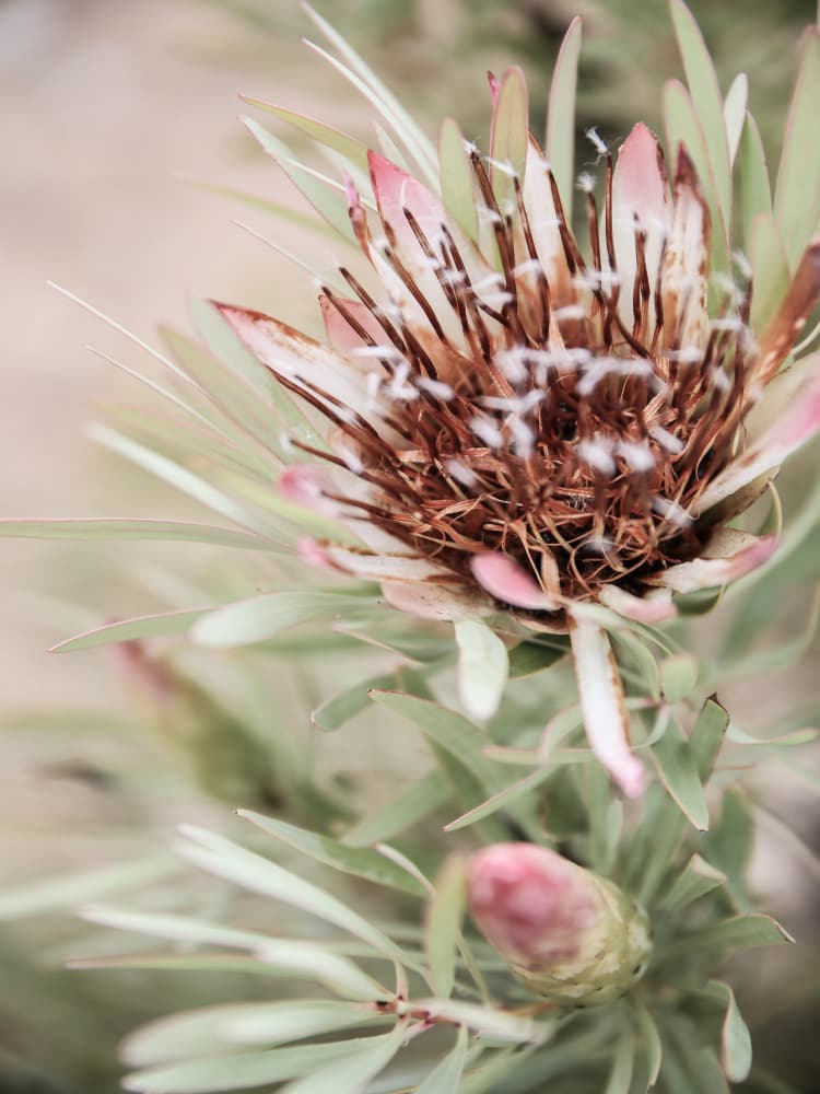 Soft Bloom Elegance by Shot by Clint — canvas wall art