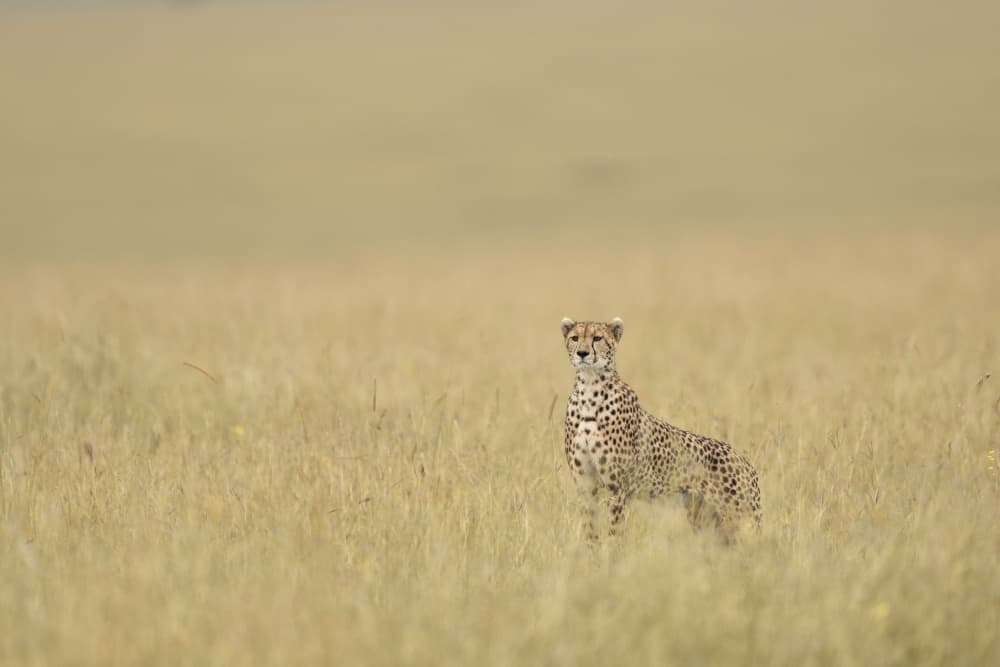 Alert Cheetah in Golden Grass by Roberto Marchegiani — canvas wall art