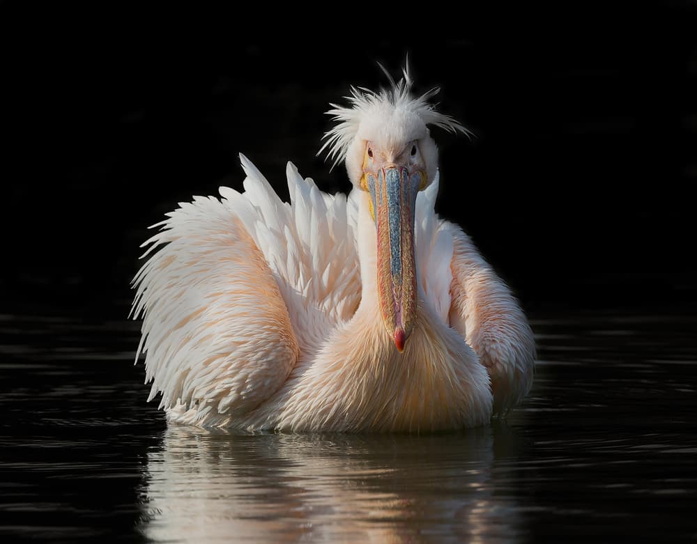 Regal White Pelican by C.S. Tjandra — canvas wall art