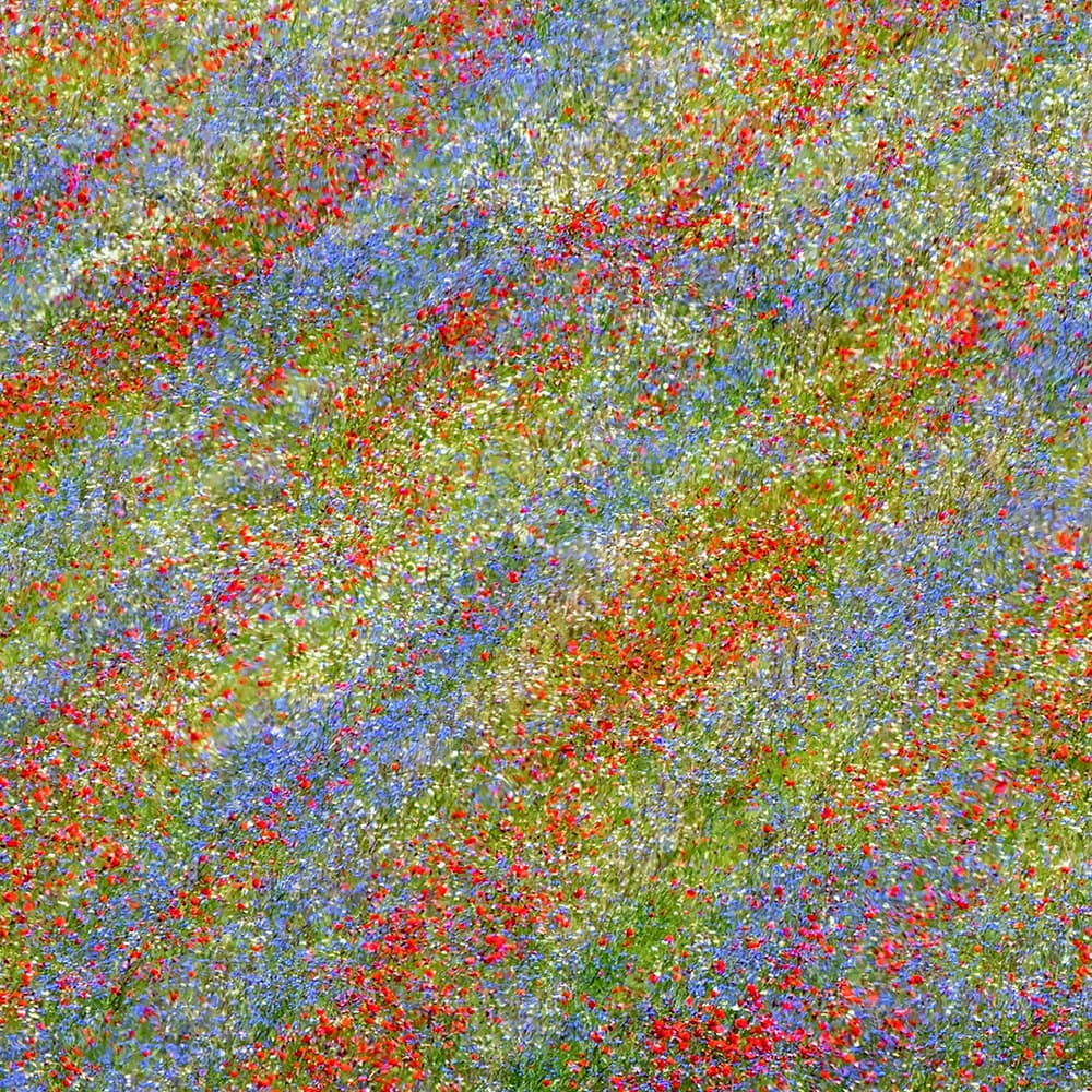 Vibrant Wildflower Meadow by Massimo Della Latta — canvas wall art