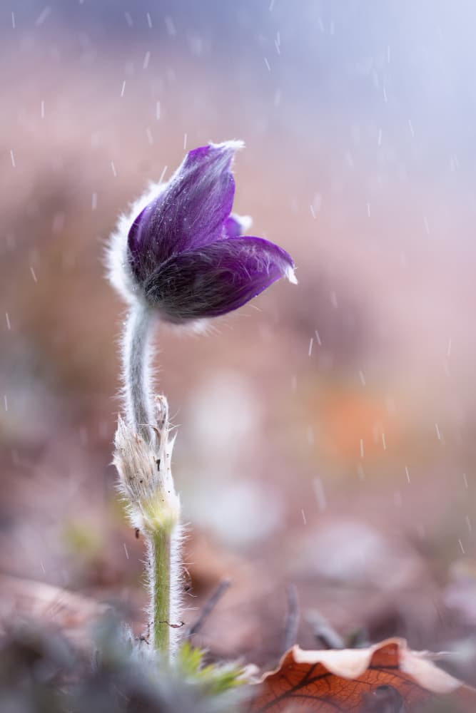 Delicate Spring Rain Flower by Fabrizio Daminelli — canvas wall art