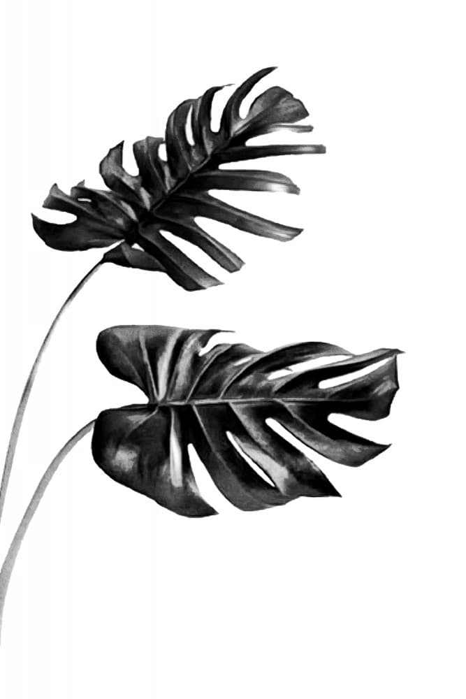 Tropical Monstera Foliage by amini54 — canvas wall art