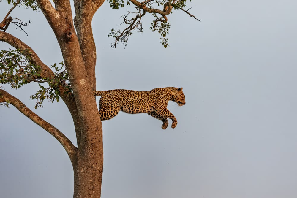 Leopard Tree Jump by Alessandro Catta — canvas wall art