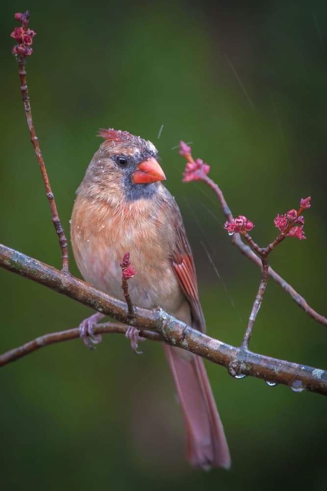 Rainy Cardinal Perch by Nick Kalathas — canvas wall art