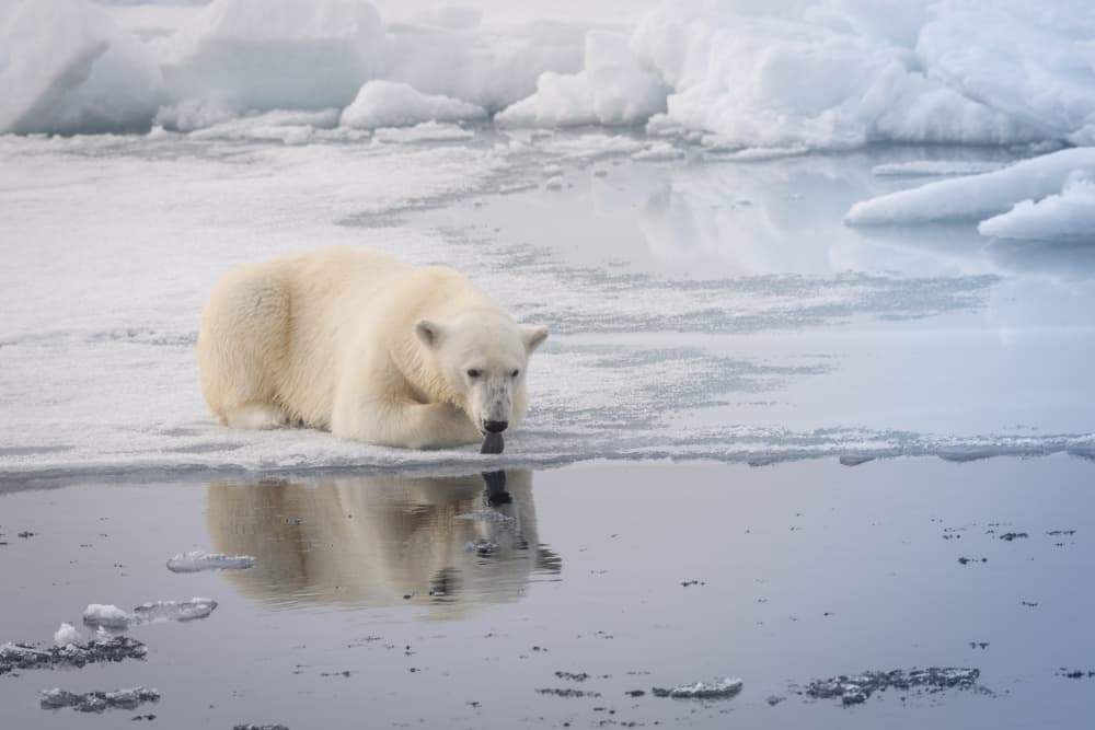 Arctic Polar Bear Reflection by Shobhit Chawla — canvas wall art