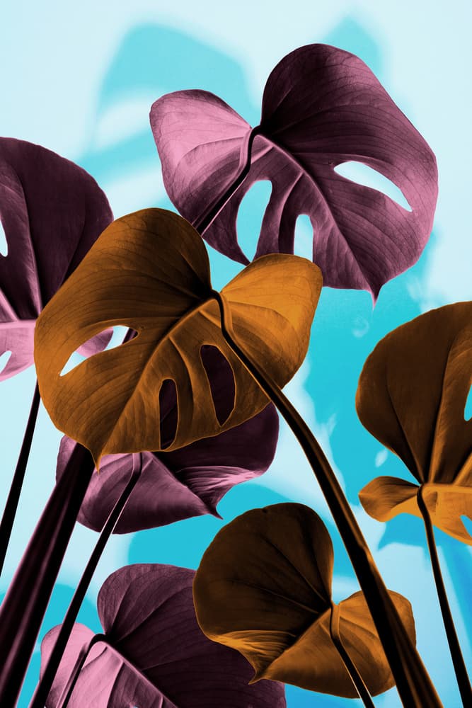 Vibrant Monstera Foliage by Pictufy Studio III — canvas wall art