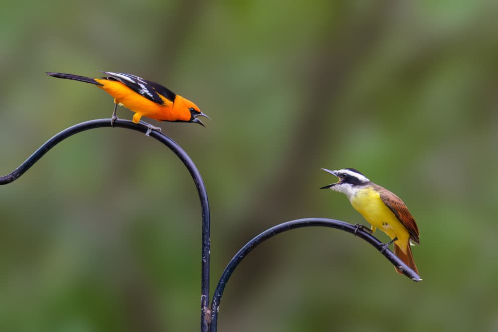 Orange and Yellow Birds Calling by Mike He — canvas wall art