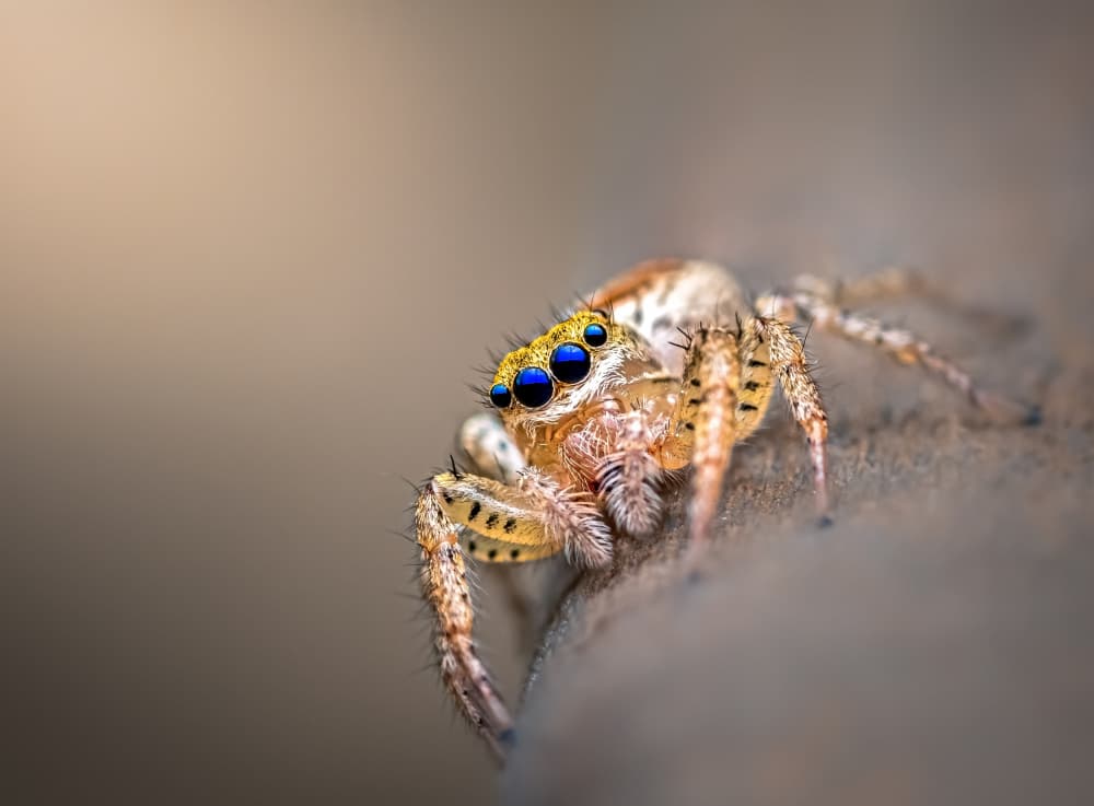 Blue Eyed Jumping Spider by Atul Saluja — canvas wall art
